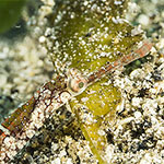 Pipefish sp B.